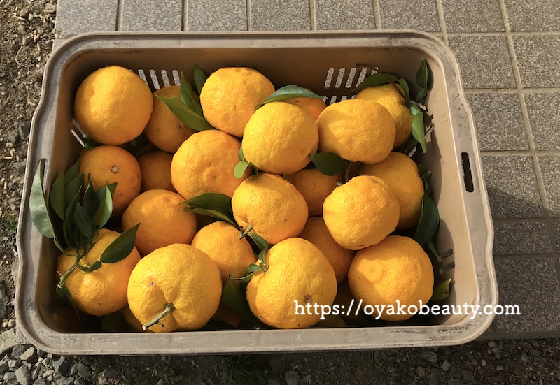 本柚子と花柚子の違い 木の写真も紹介します 柚子の使い方レシピ 私の毎日の楽しみ方